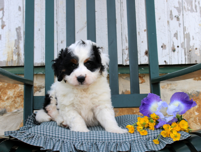 puppy, for, sale, Bernedoodle F2, Matthew B. Stoltzfus, dog, breeder, Gap, PA, dog-breeder, puppy-for-sale, forsale, nearby, find, puppyfind, locator, puppylocator, aca